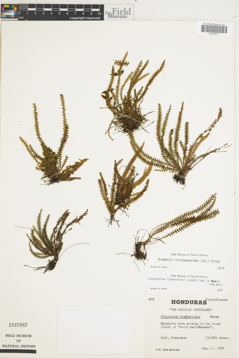 Antilles Dwarf Polypody photo 2