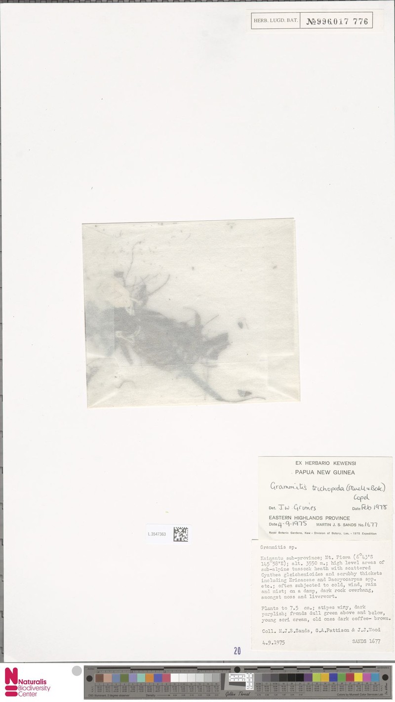 Grammitis trichopoda
