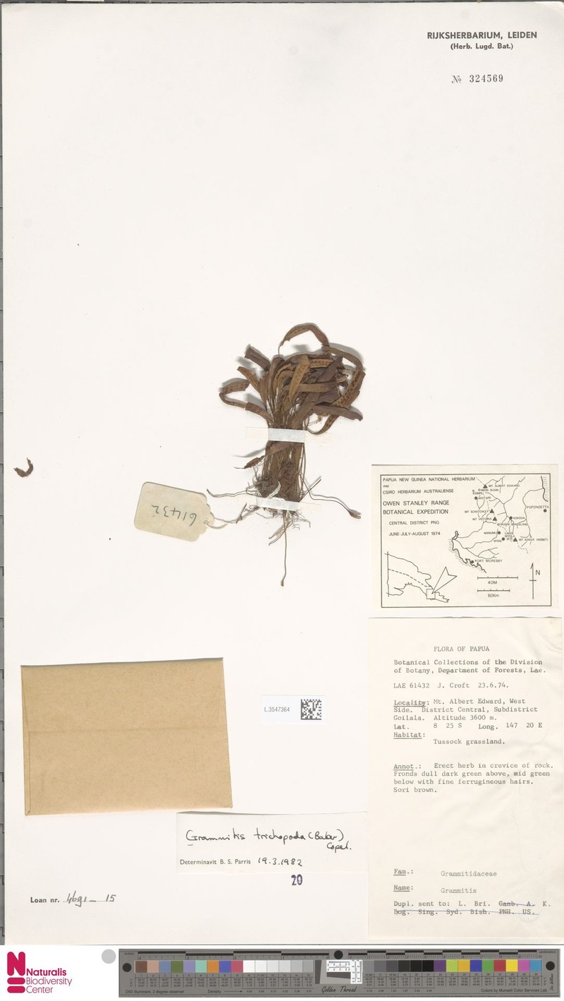 Grammitis trichopoda photo 2