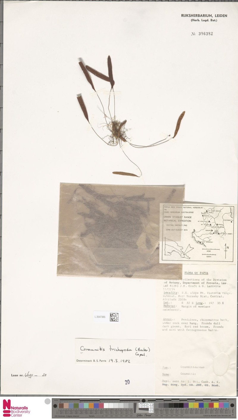 Grammitis trichopoda photo 3