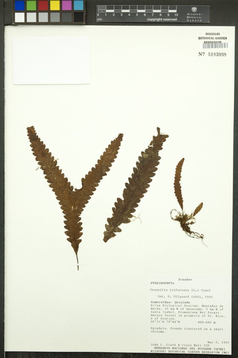 Threefork Polypody