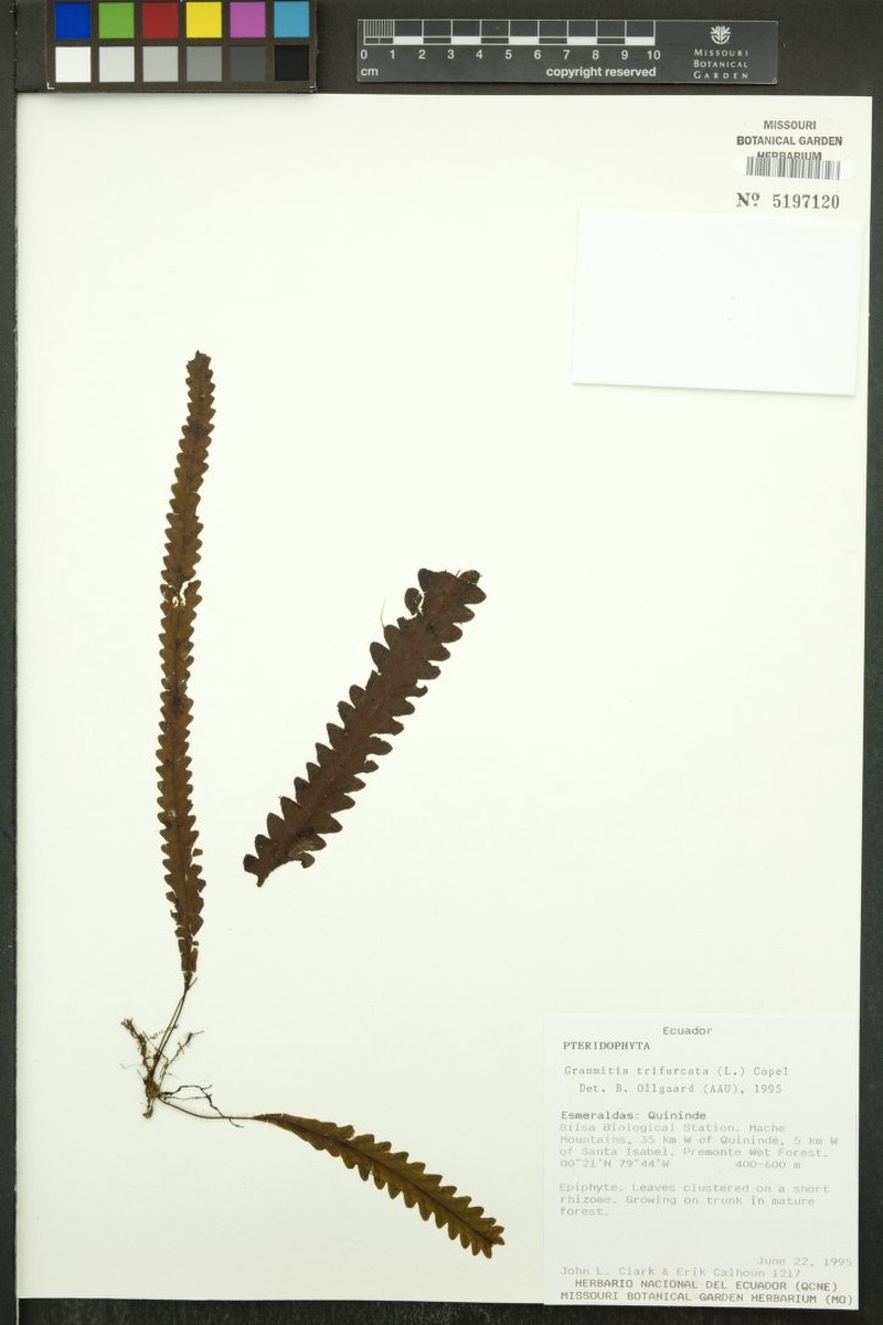Threefork Polypody photo 2
