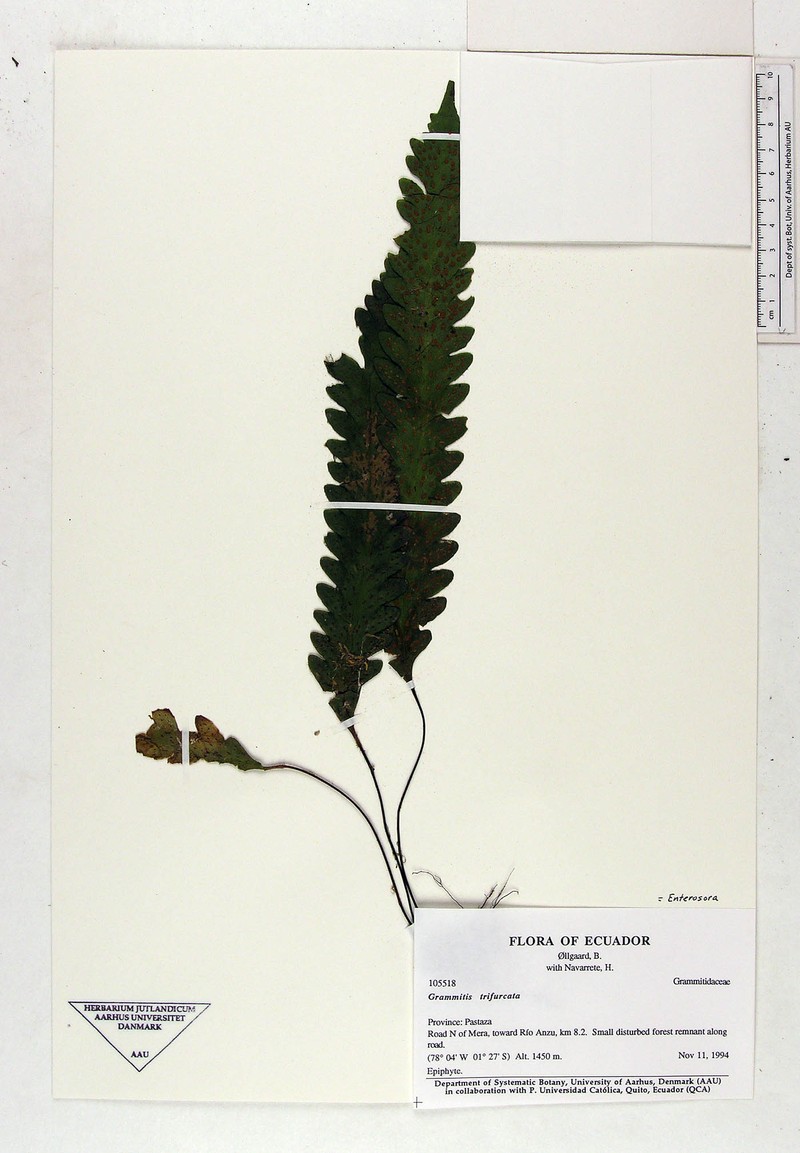Threefork Polypody photo 3