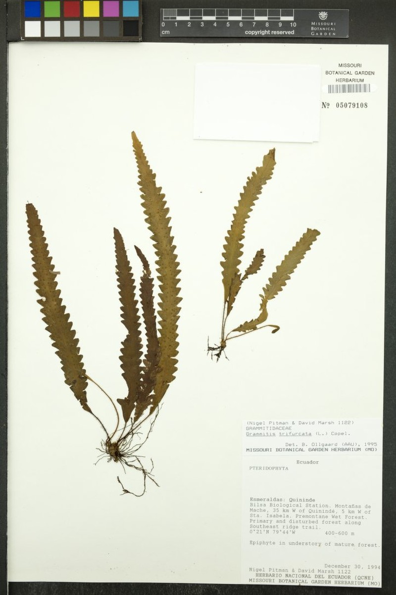 Threefork Polypody photo 4