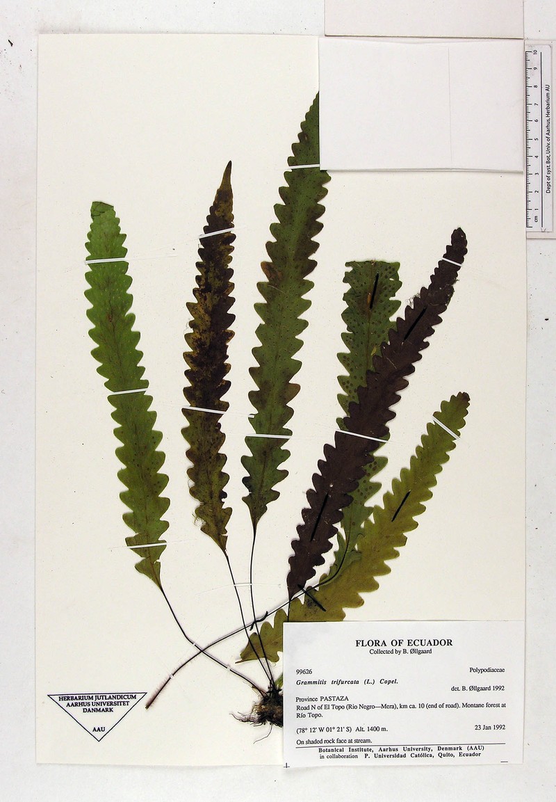 Threefork Polypody photo 5