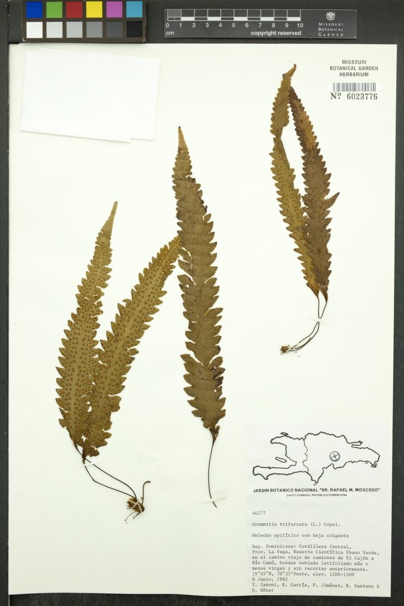 Threefork Polypody photo 6