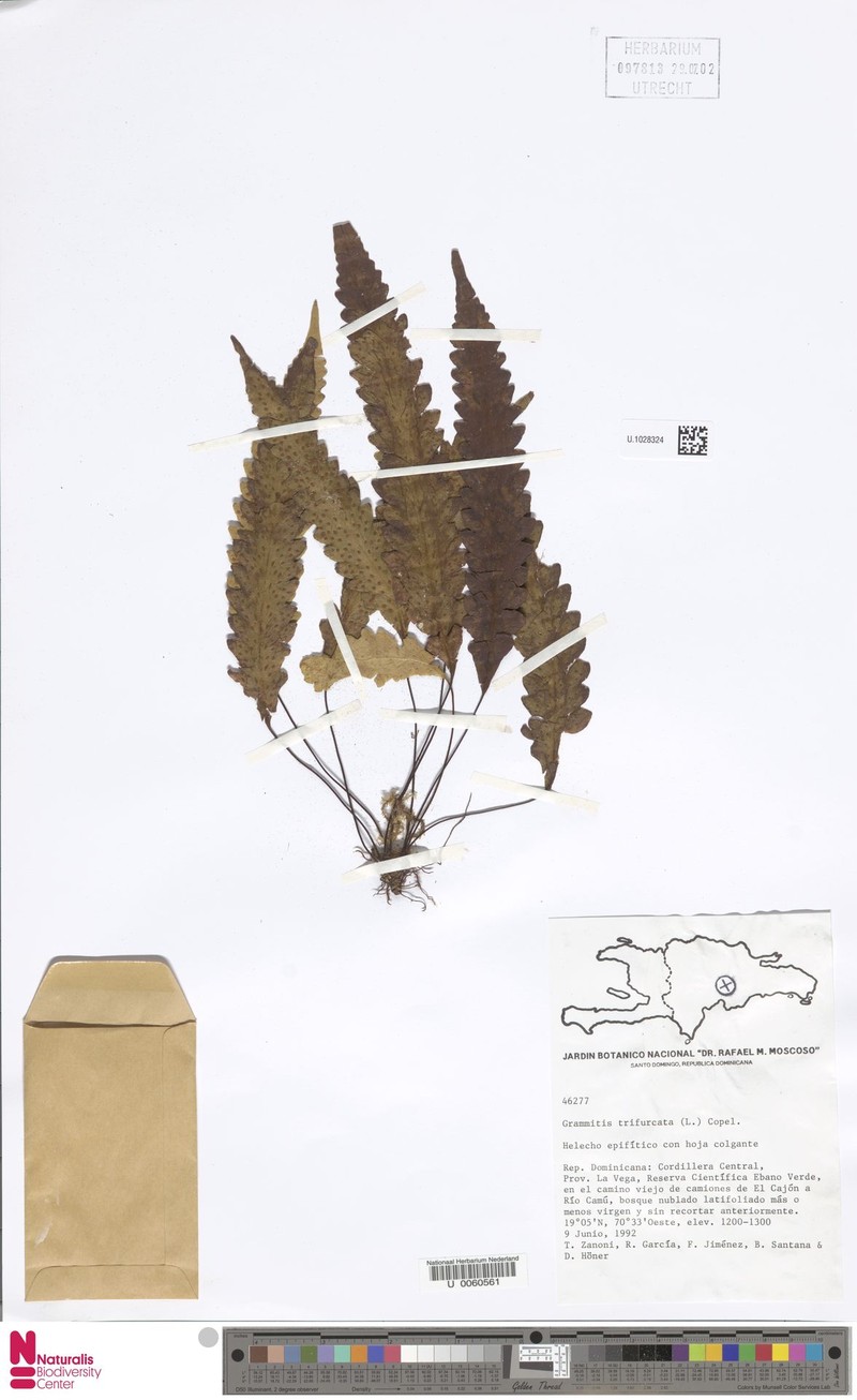 Threefork Polypody photo 7