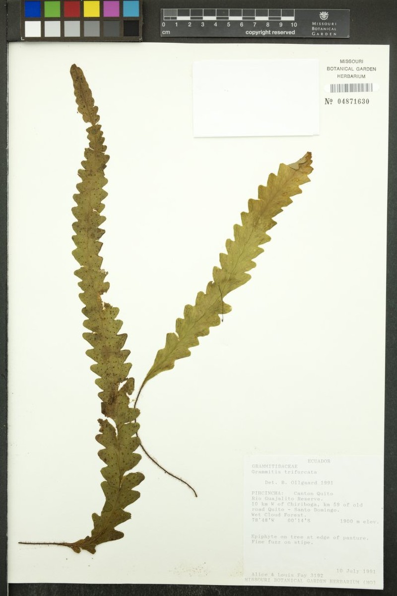 Threefork Polypody photo 8
