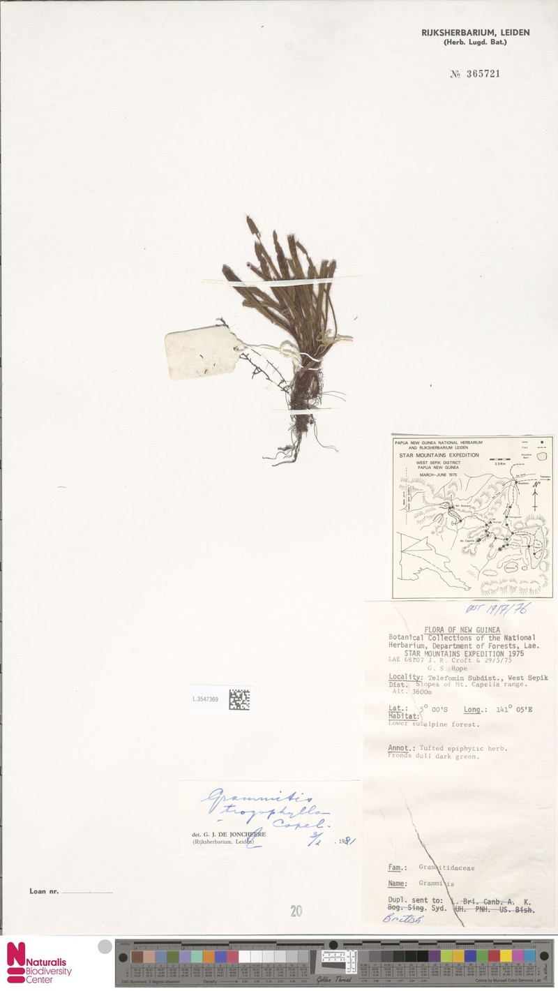 Grammitis trogophylla