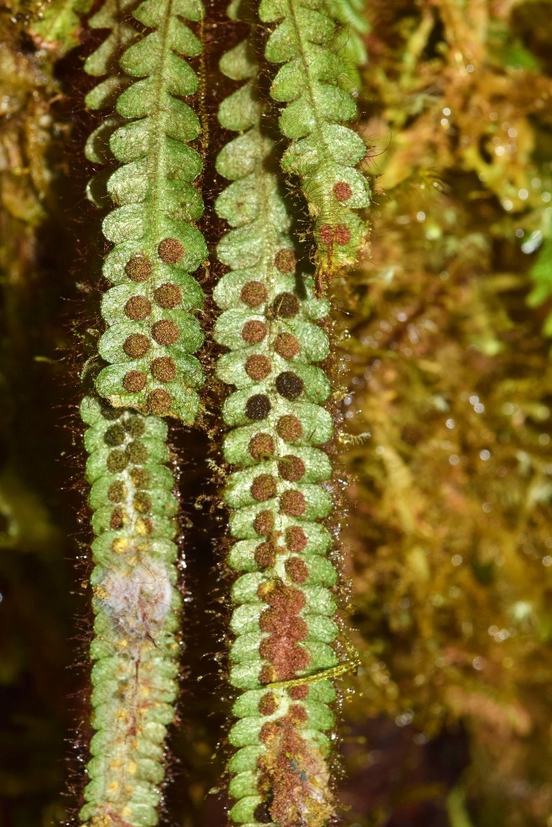 Grammitis truncicola