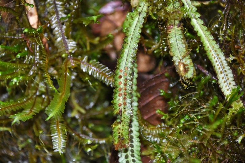 Grammitis truncicola photo 3