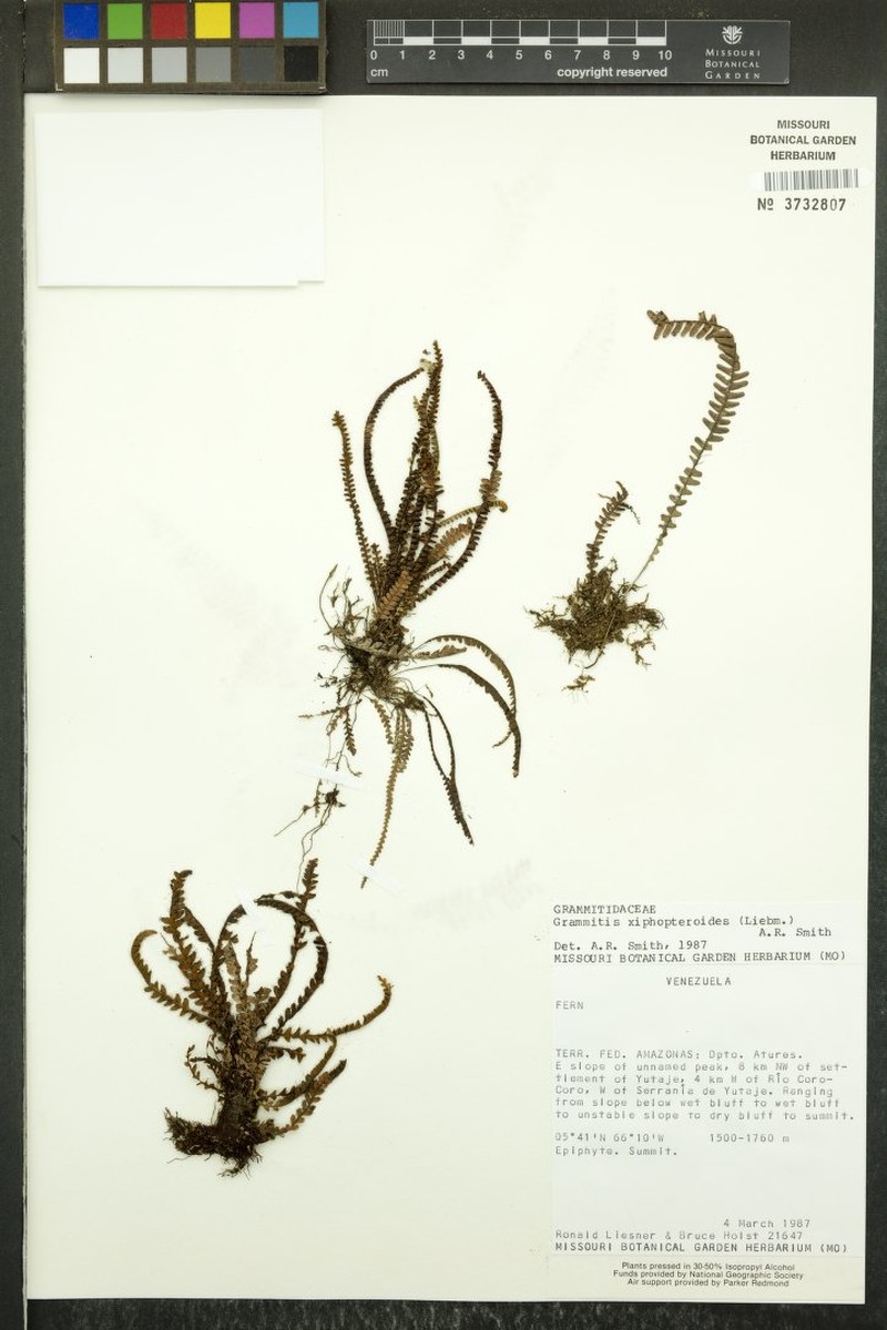 Grammitis truncicola photo 4