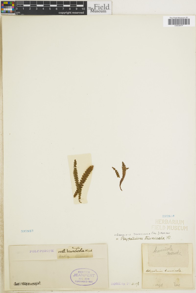 Grammitis truncicola photo 6