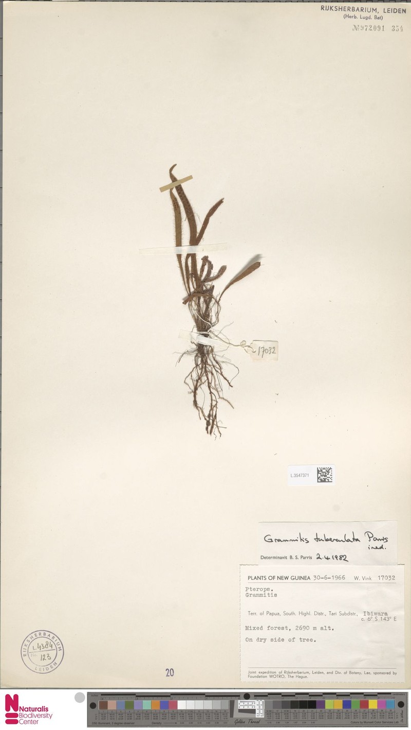Grammitis tuberculata