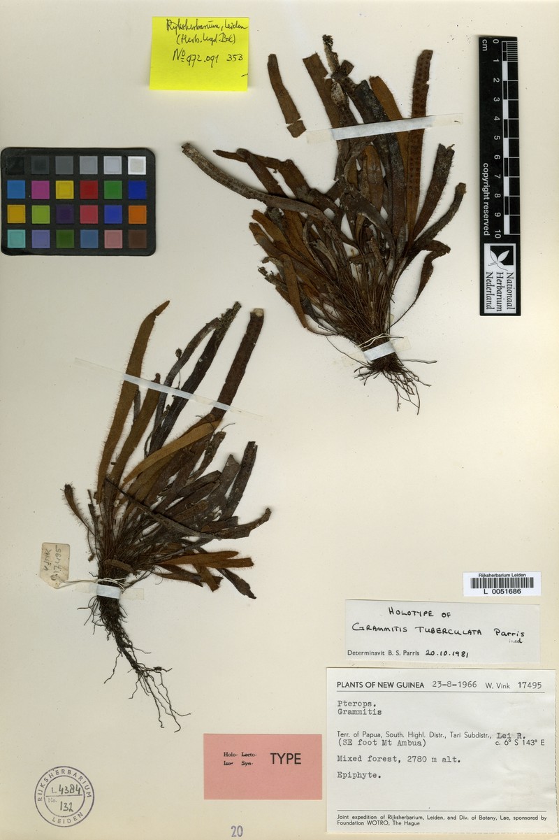 Grammitis tuberculata photo 2