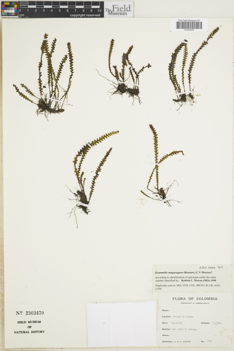 Grammitis tunguraguae