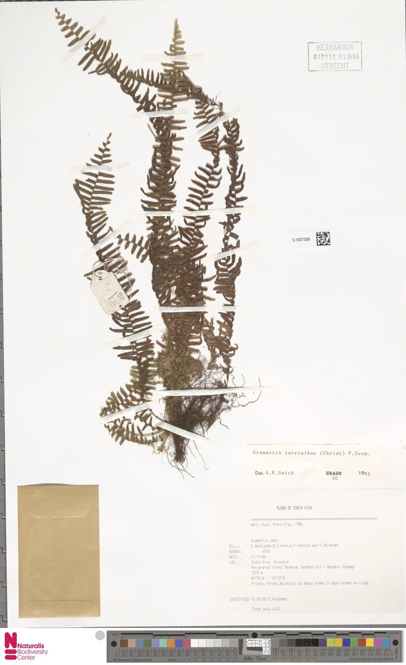 Grammitis turrialbae