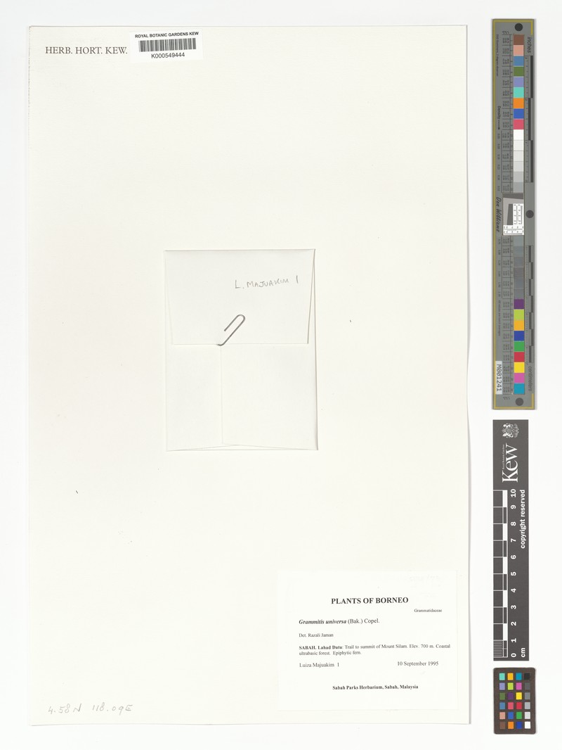 Grammitis universa