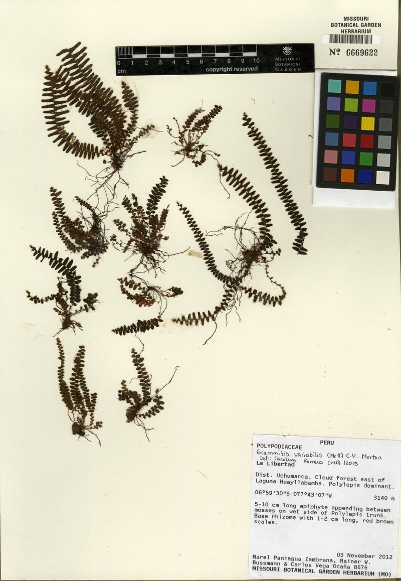 Grammitis variabilis