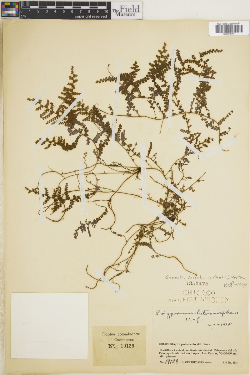 Grammitis variabilis photo 2