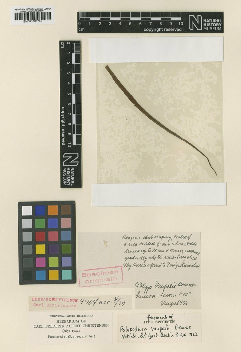 Grammitis vaupelii