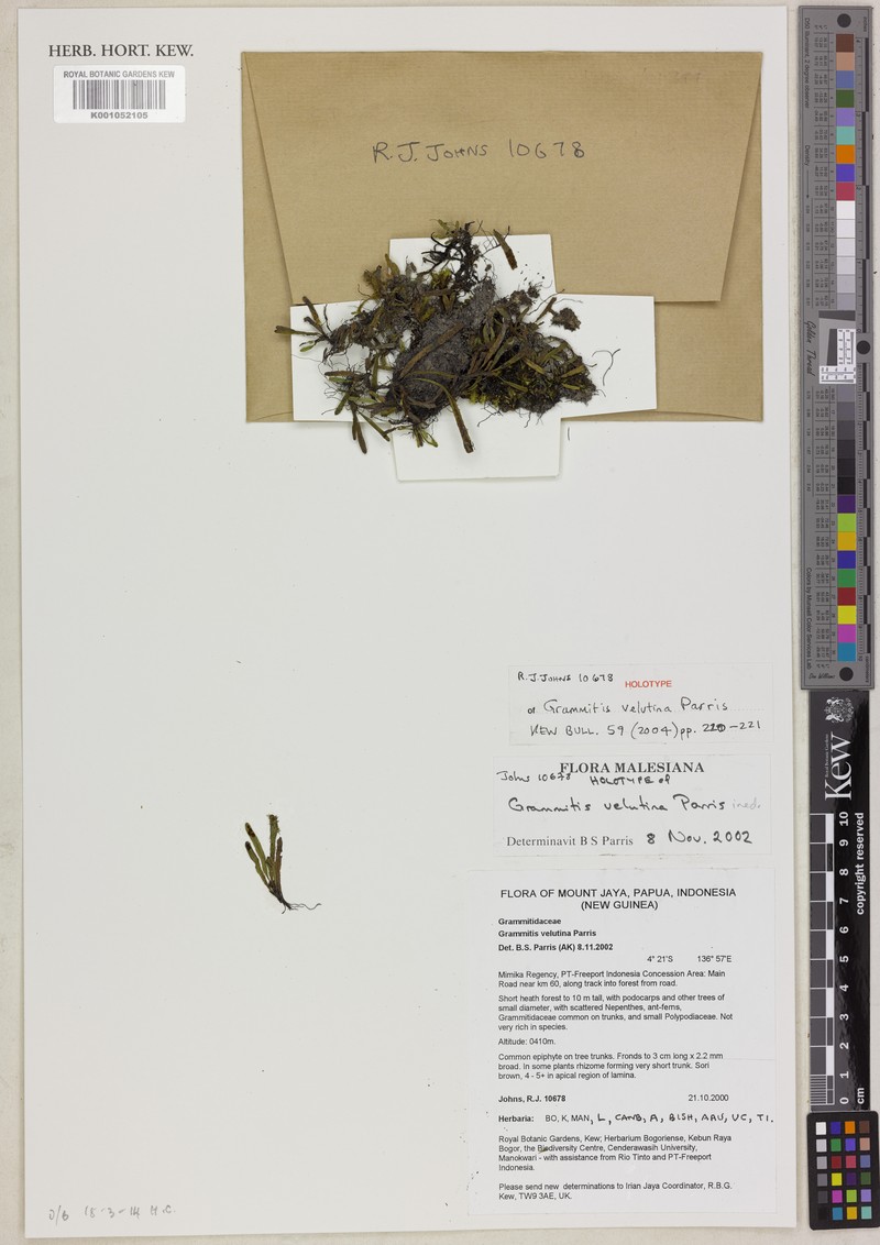 Grammitis velutina