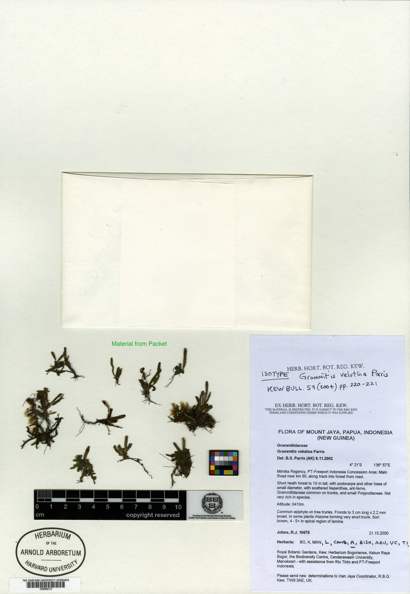 Grammitis velutina photo 2