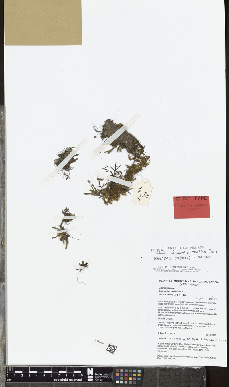 Grammitis velutina photo 3