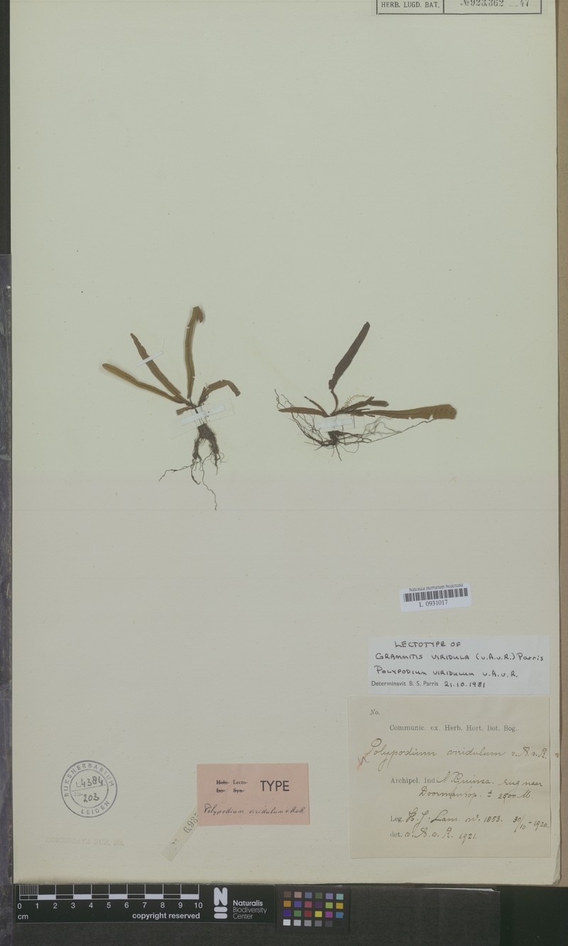 Grammitis viridula