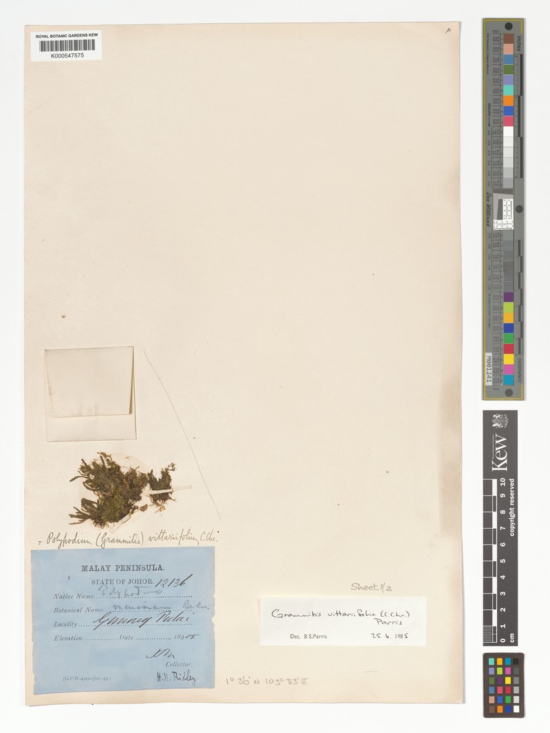 Grammitis vittariifolia photo 3
