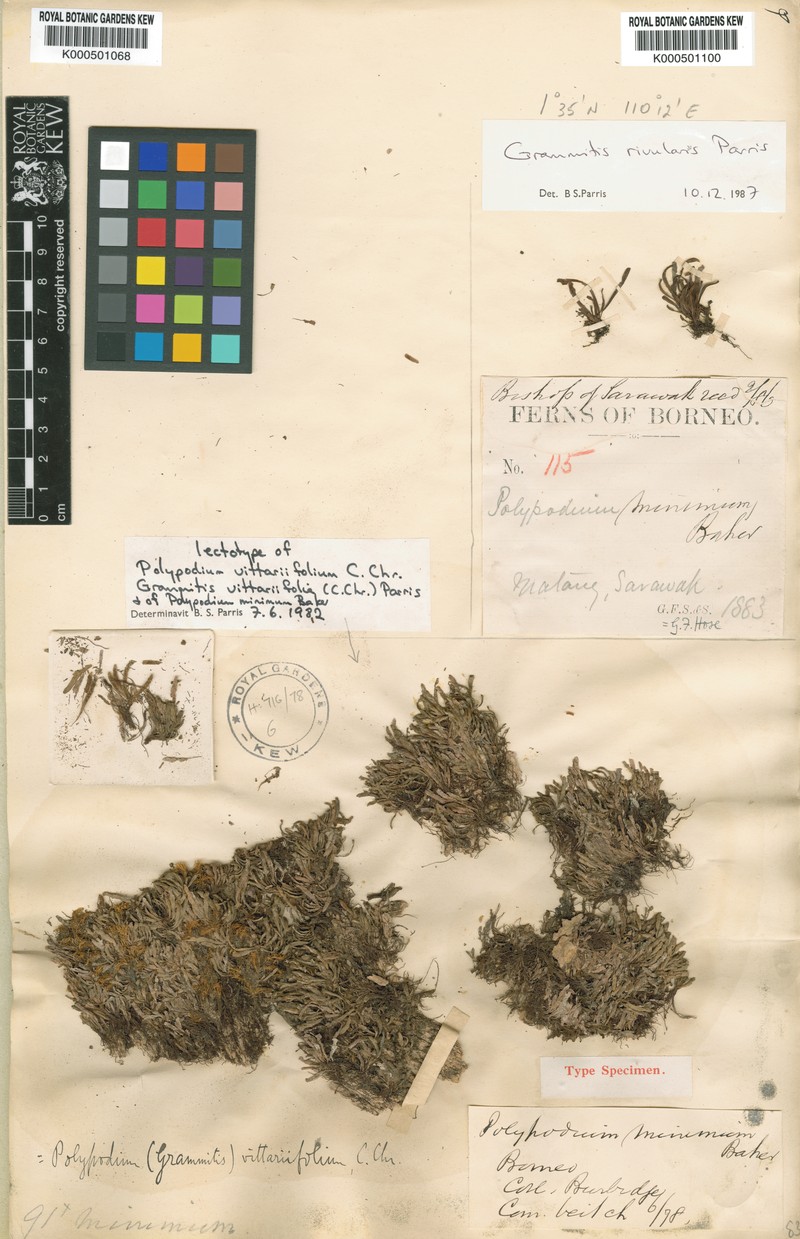 Grammitis vittariifolia photo 4