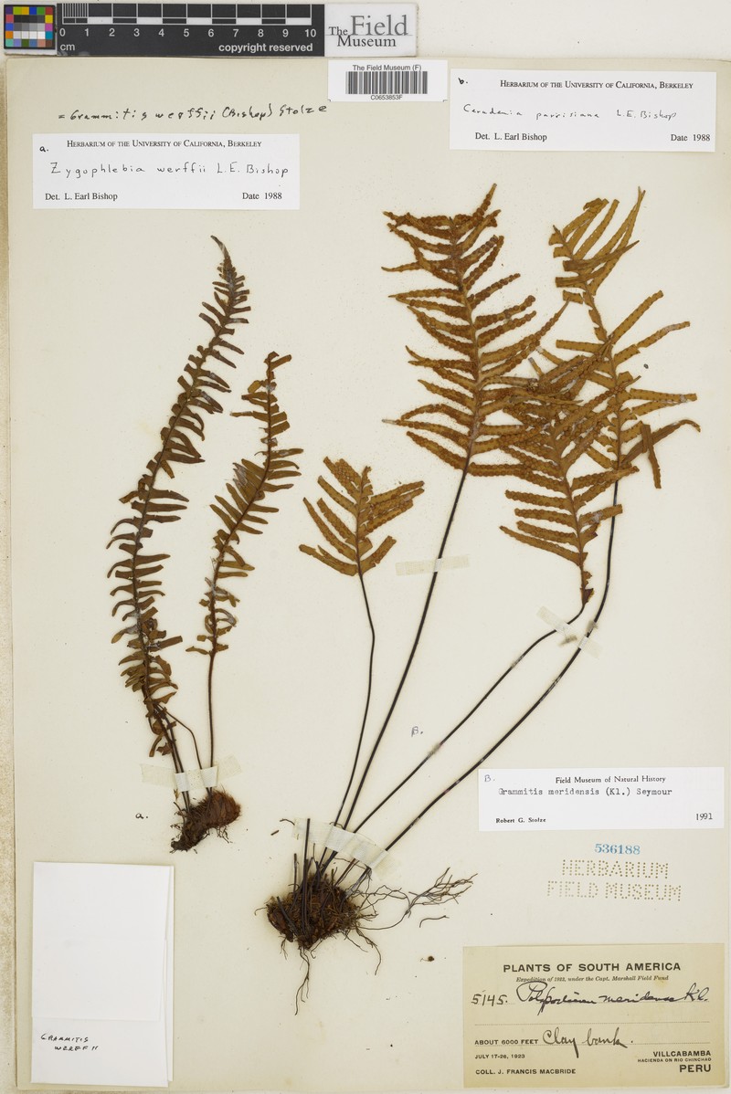 Grammitis werffii
