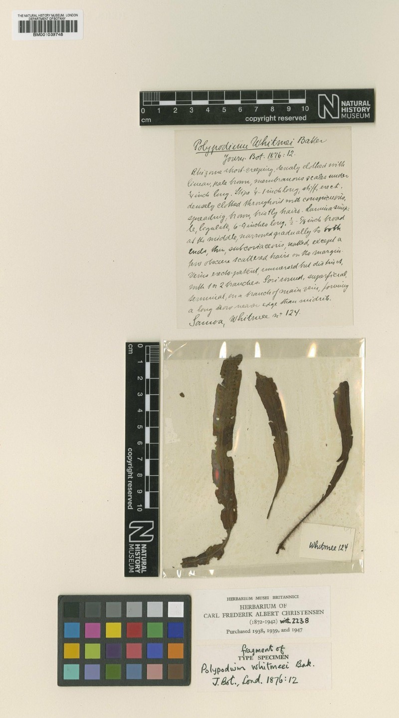 Grammitis whitmeei photo 2