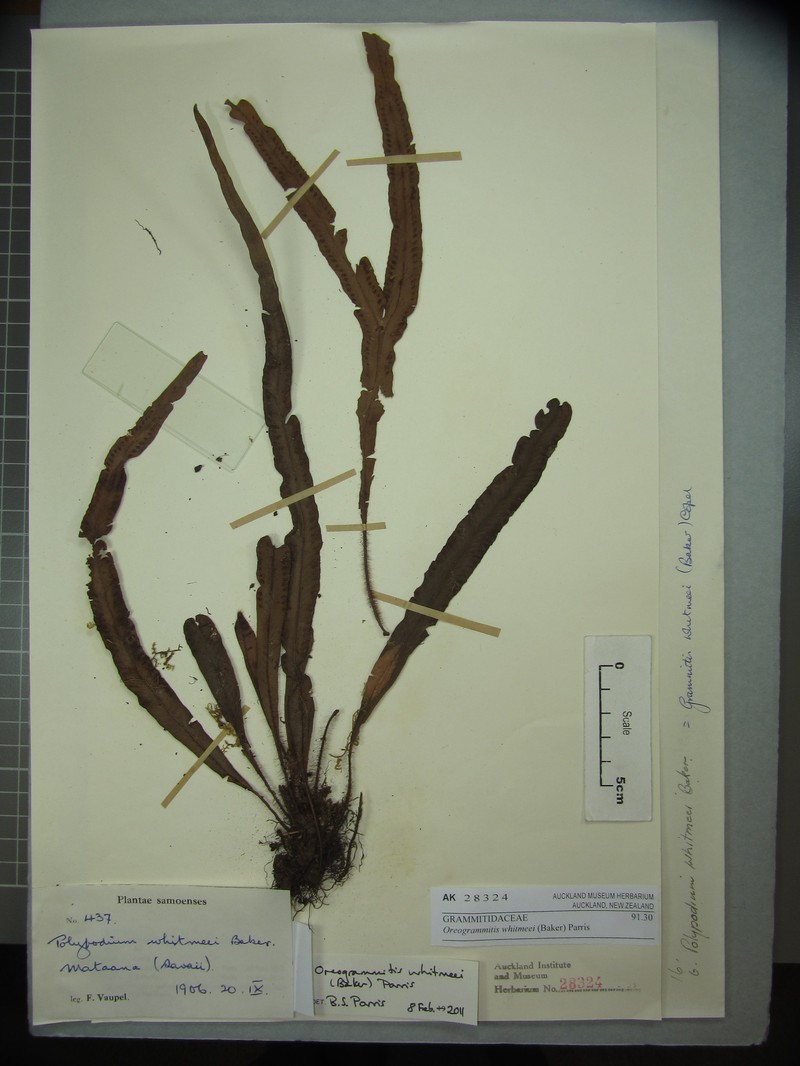 Grammitis whitmeei
