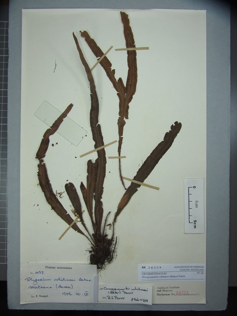 Grammitis whitmeei photo 3