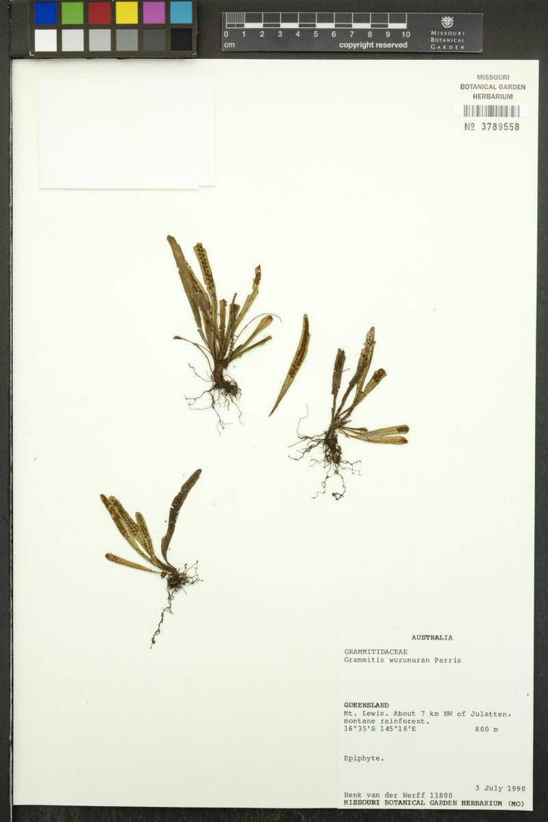 Grammitis wurunuran