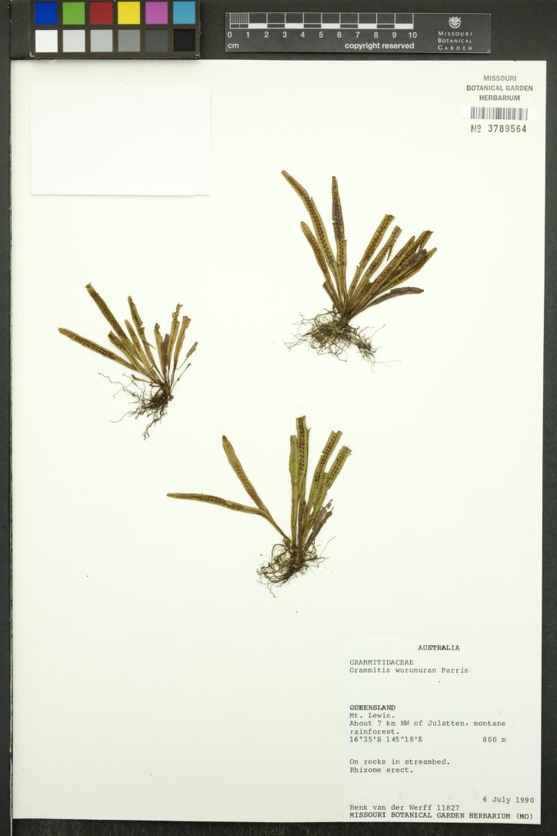 Grammitis wurunuran photo 2