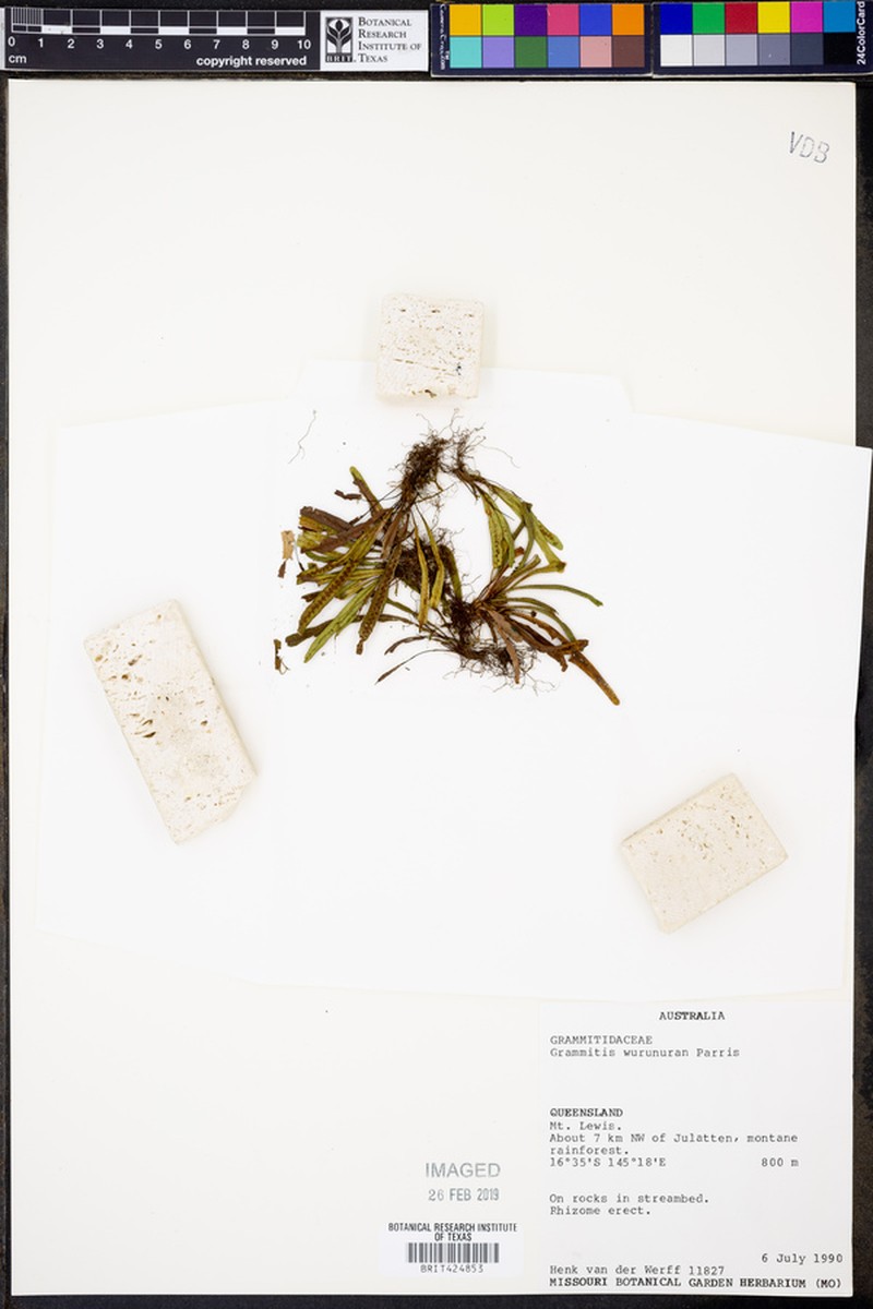 Grammitis wurunuran photo 3