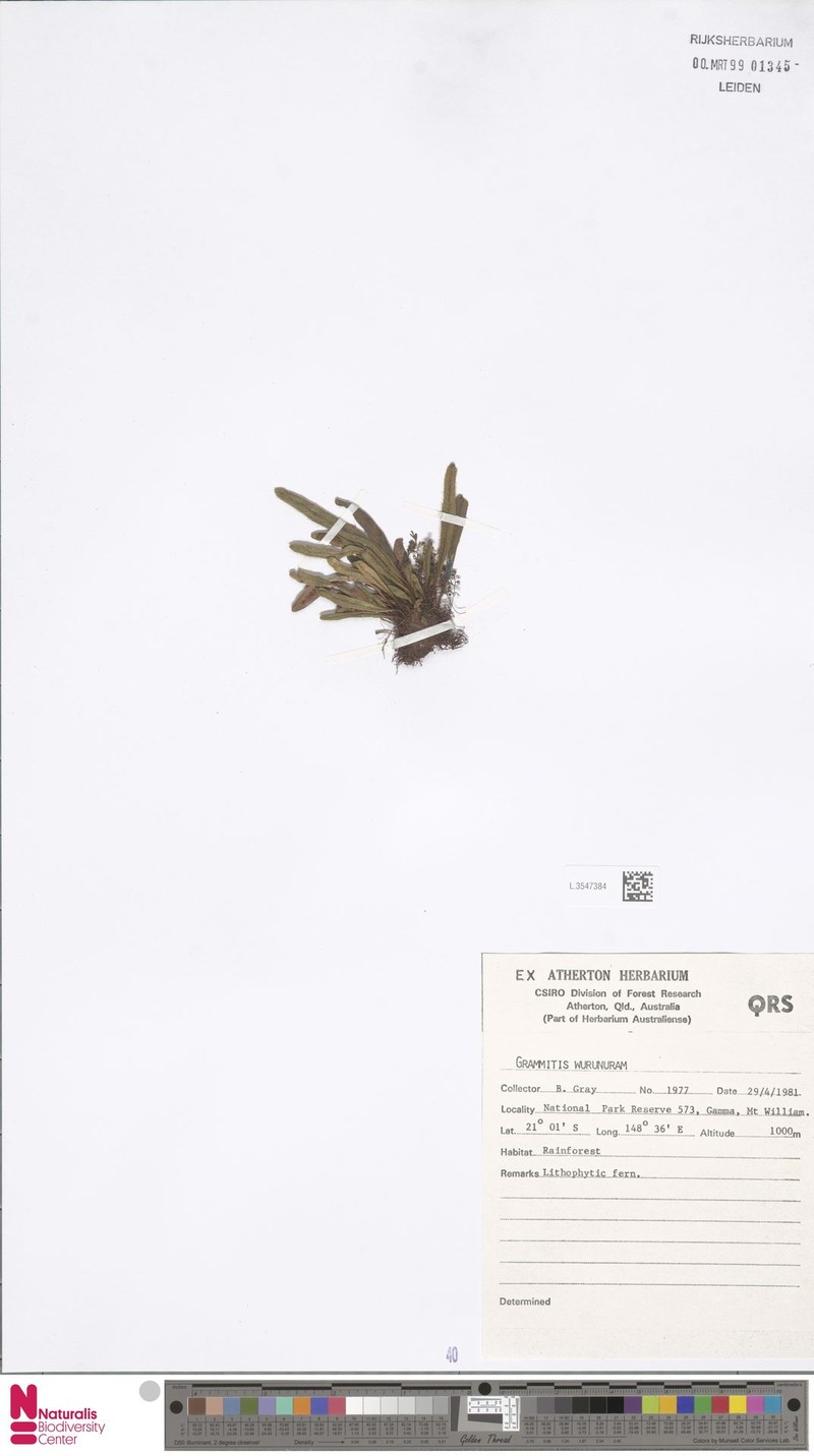 Grammitis wurunuran photo 4