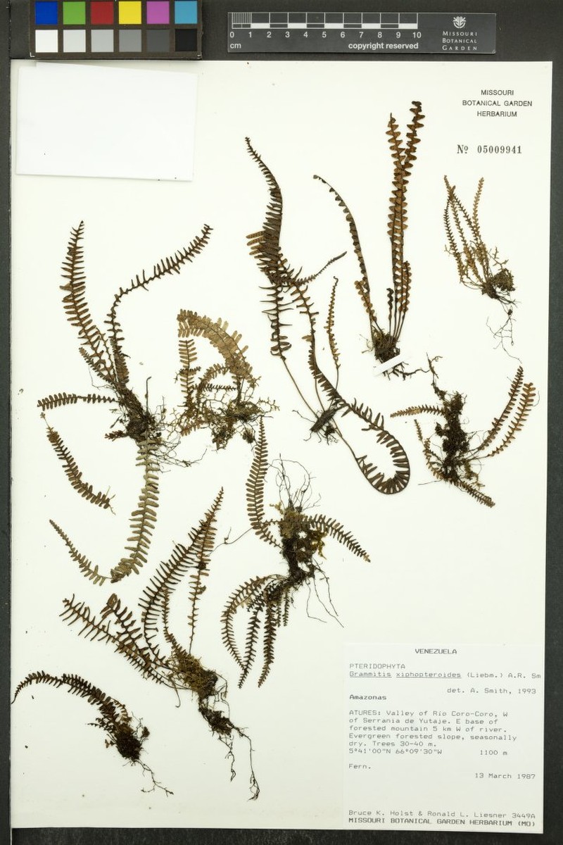 Grammitis xiphopteroides