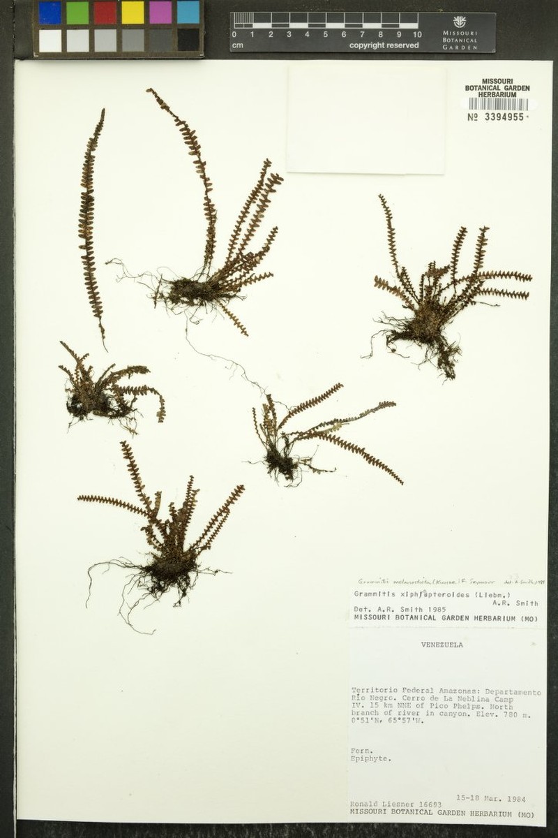 Grammitis xiphopteroides photo 2