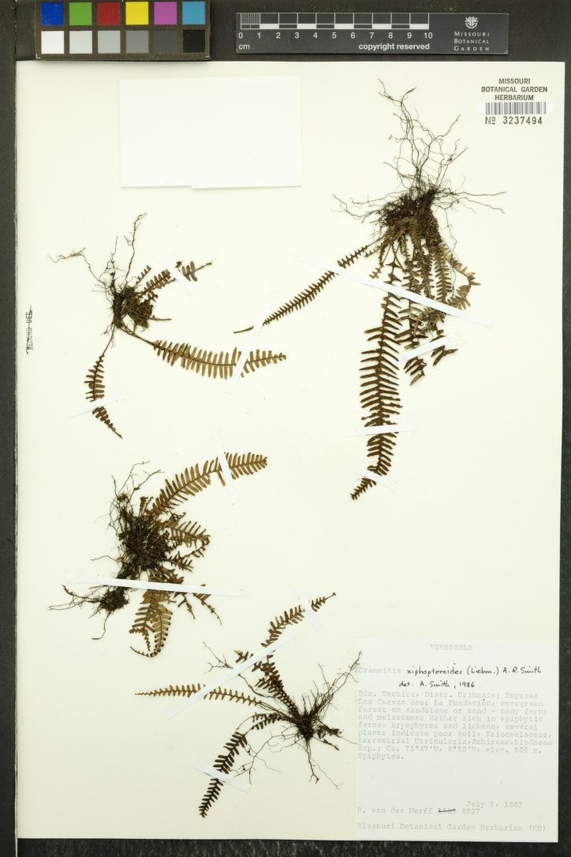Grammitis xiphopteroides photo 3