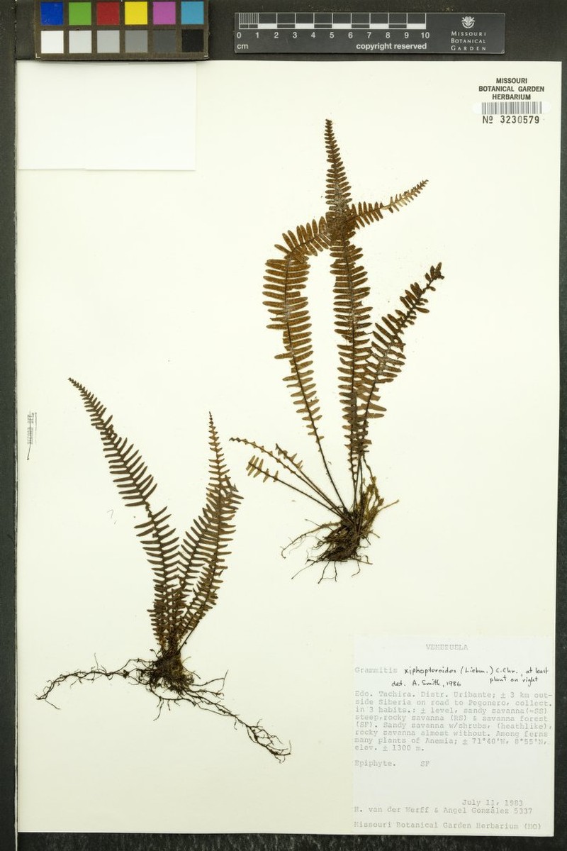 Grammitis xiphopteroides photo 4