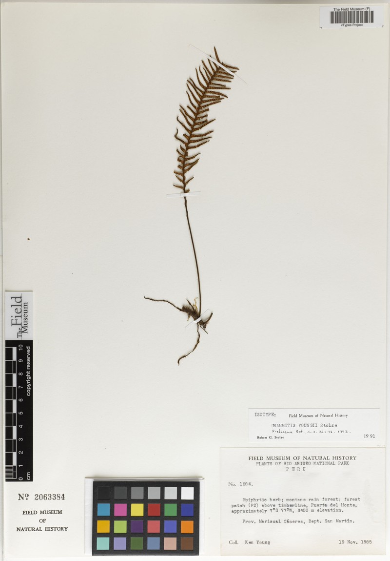 Grammitis youngii