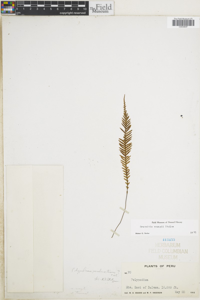 Grammitis youngii photo 2