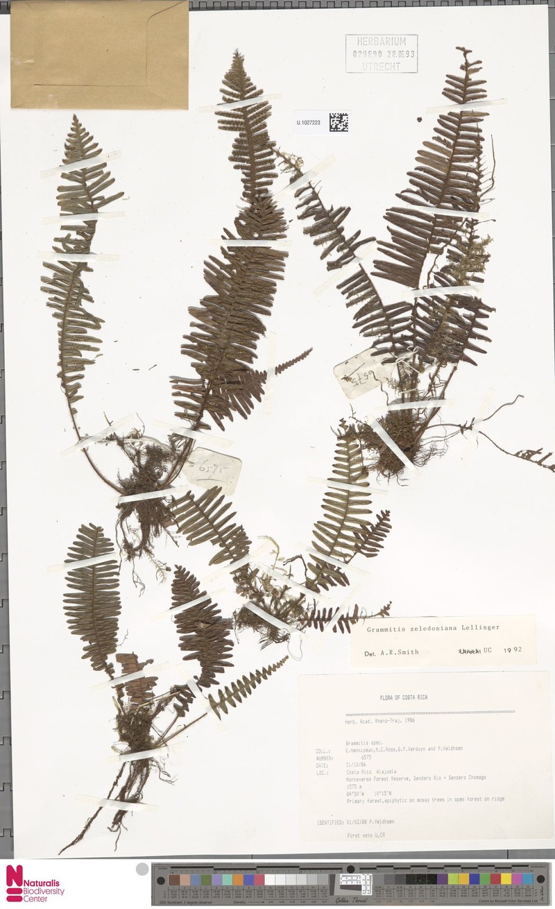 Grammitis zeledoniana