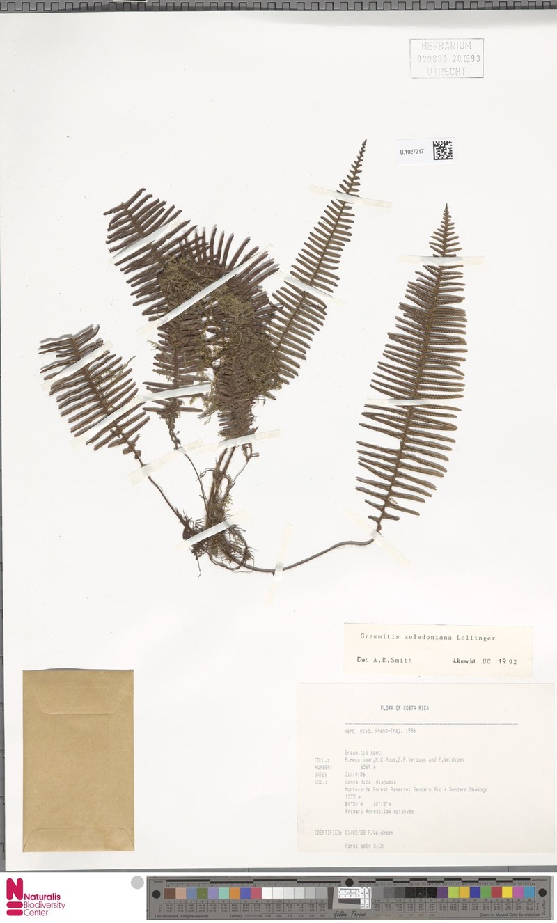 Grammitis zeledoniana photo 2
