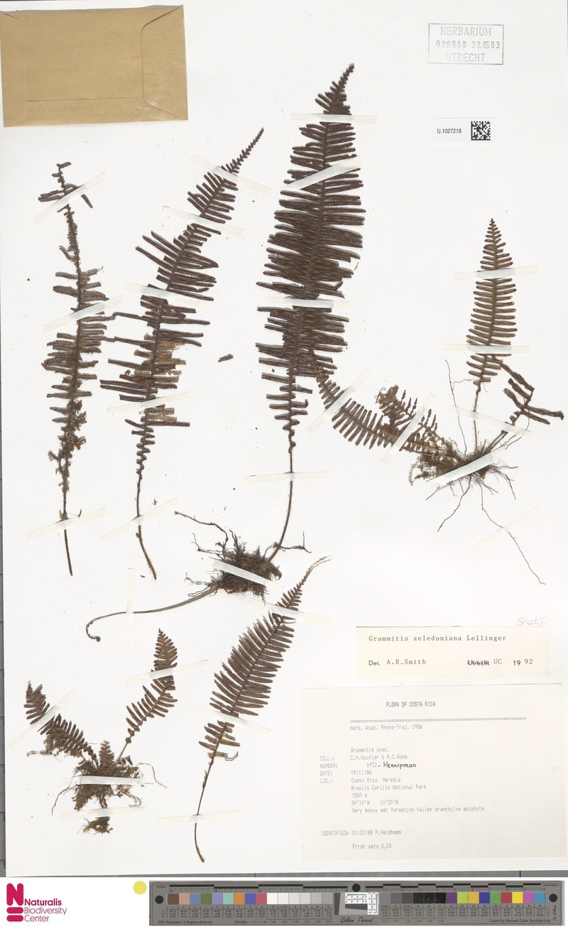 Grammitis zeledoniana photo 3