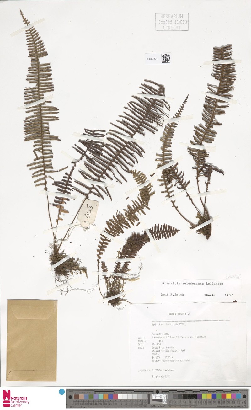 Grammitis zeledoniana photo 4