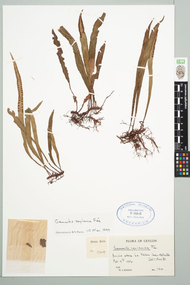 Grammitis zeylanica